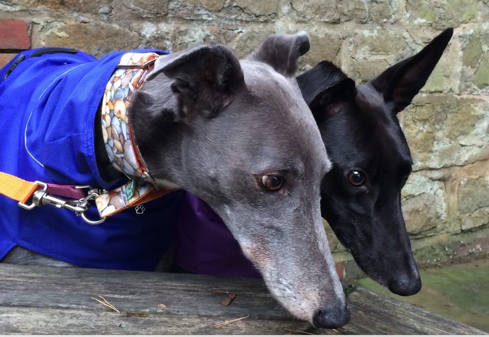 Boris and Lottie boris lottie