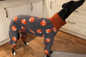 Greyhound Pyjamas