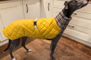 Greyhound Padded Waterproof Coat
